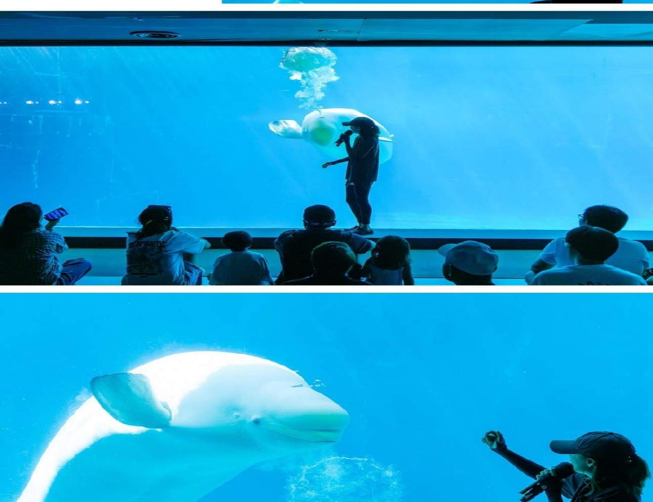 경남 거제 씨월드 입장권