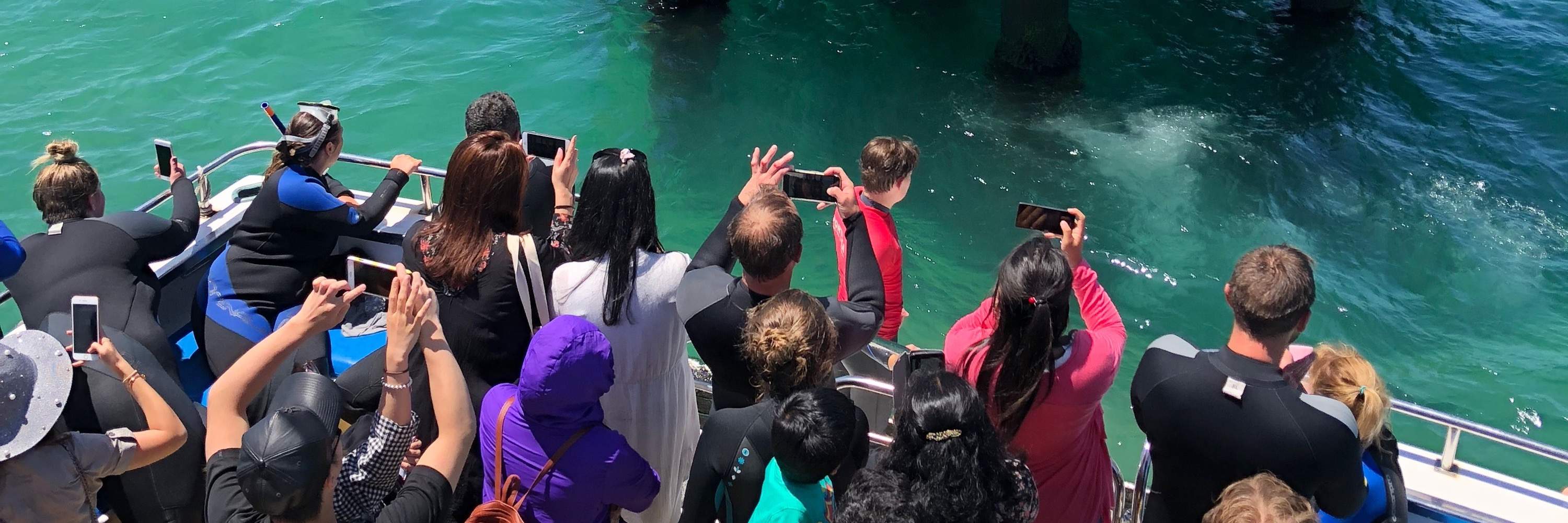 anjing laut yang lucu