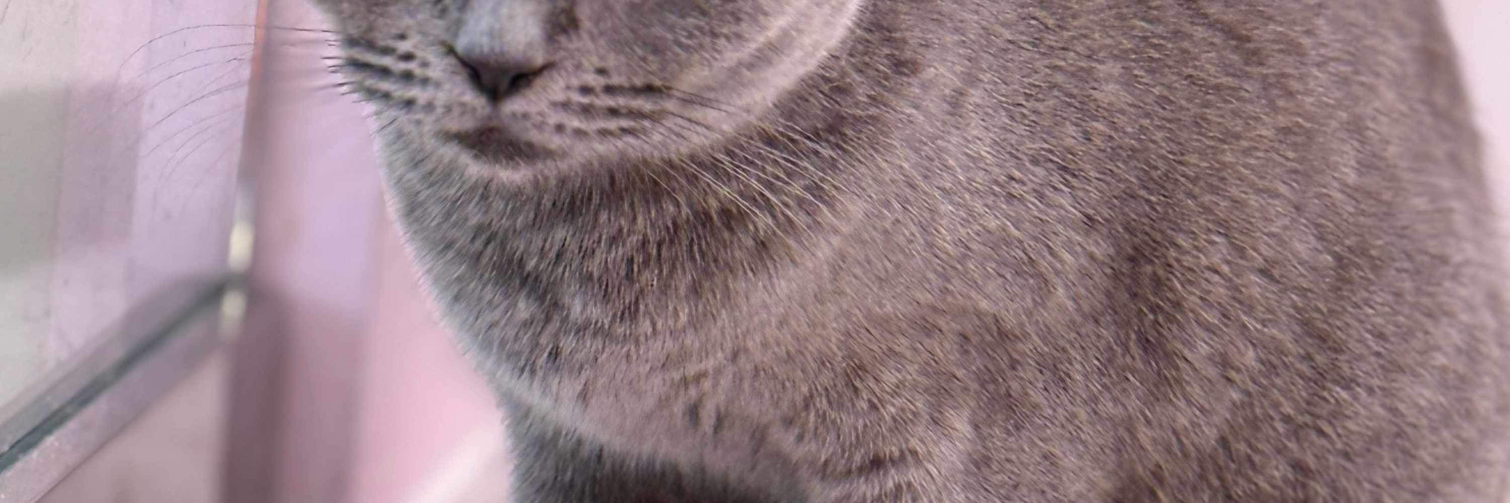 Miau di sana! Saya sedia untuk dibelai dan bermain—giliran anda!