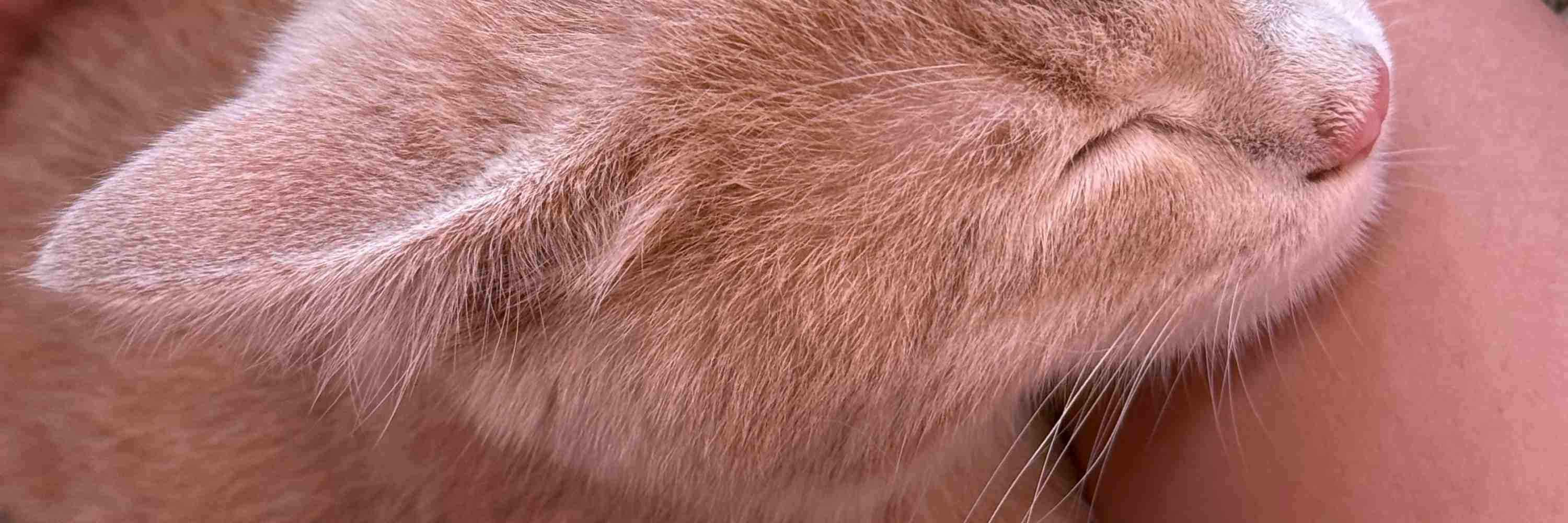 Questo dolce piccolo tesoro adora fare un pisolino tra le tue braccia!