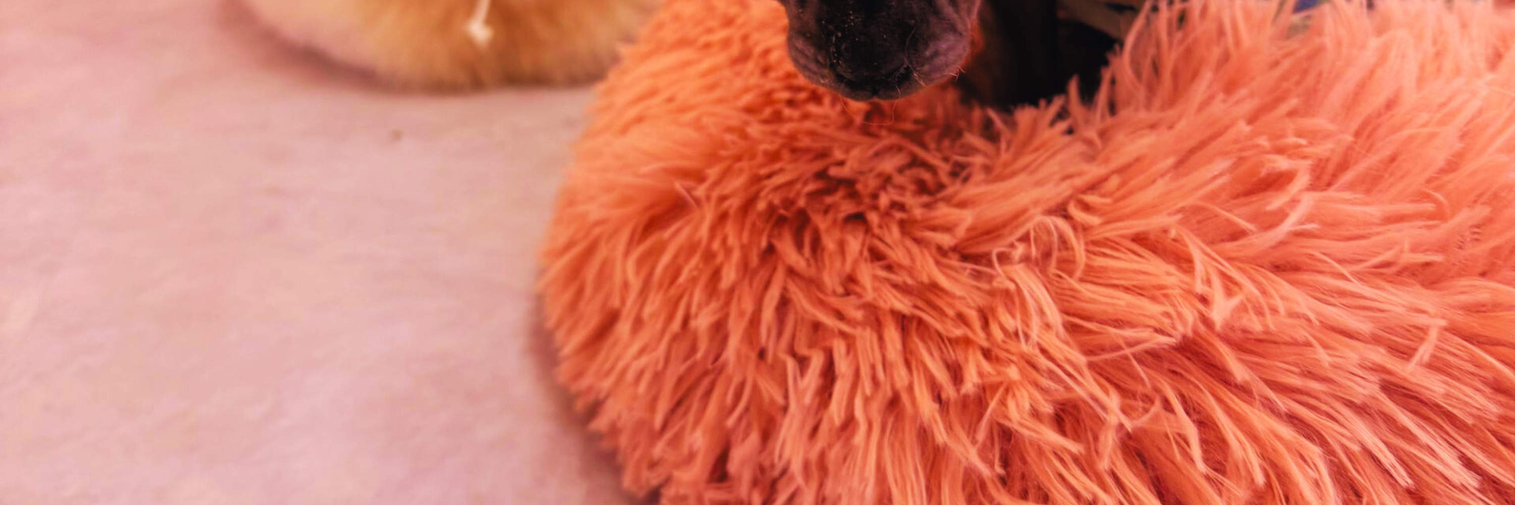 Với vẻ ngoài độc đáo, mèo Sphynx đã chinh phục tất cả mọi người bằng bản tính trìu mến và hoạt bát!