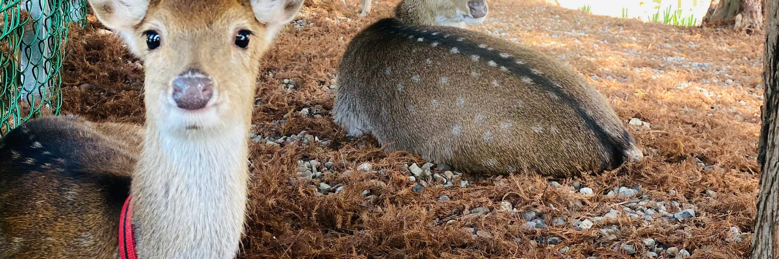 Kastil Pink Zhen Desa Tanduk Rusa