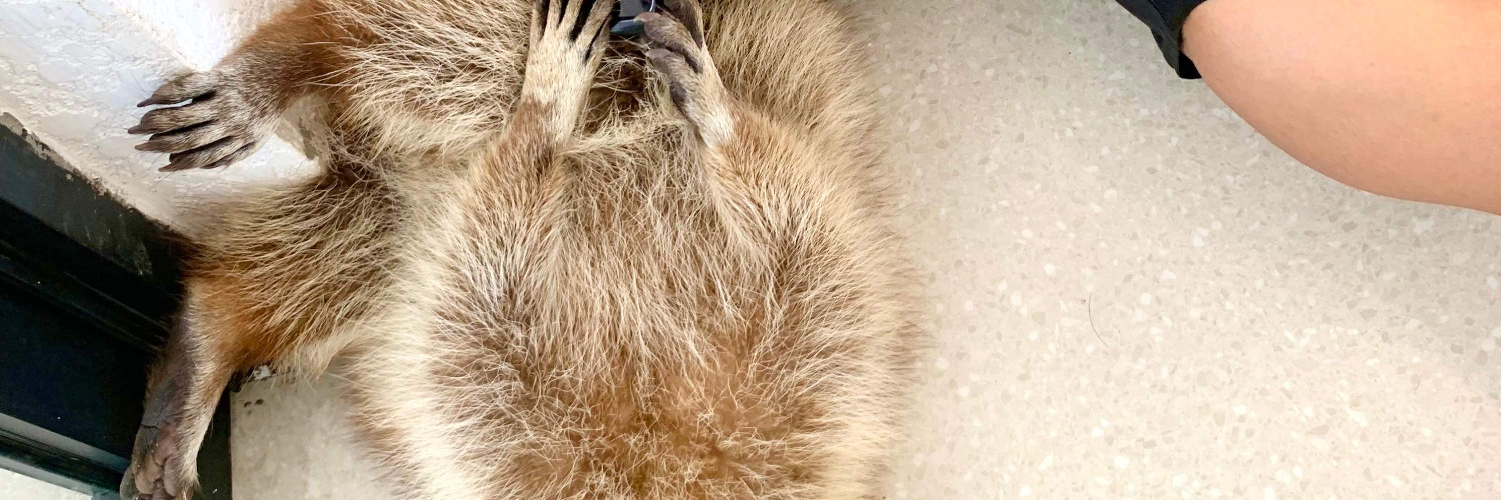 nirvana para mascotas mapaches