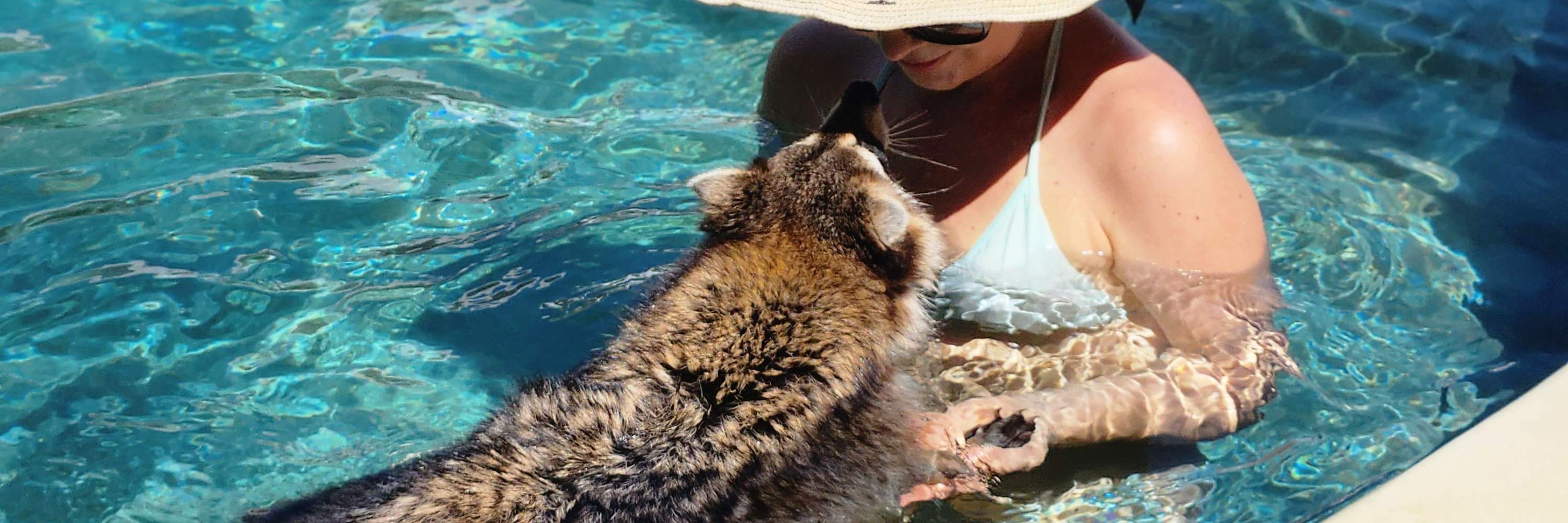 Cafetería y Salón de Mascotas en Bali Pet Nirvana