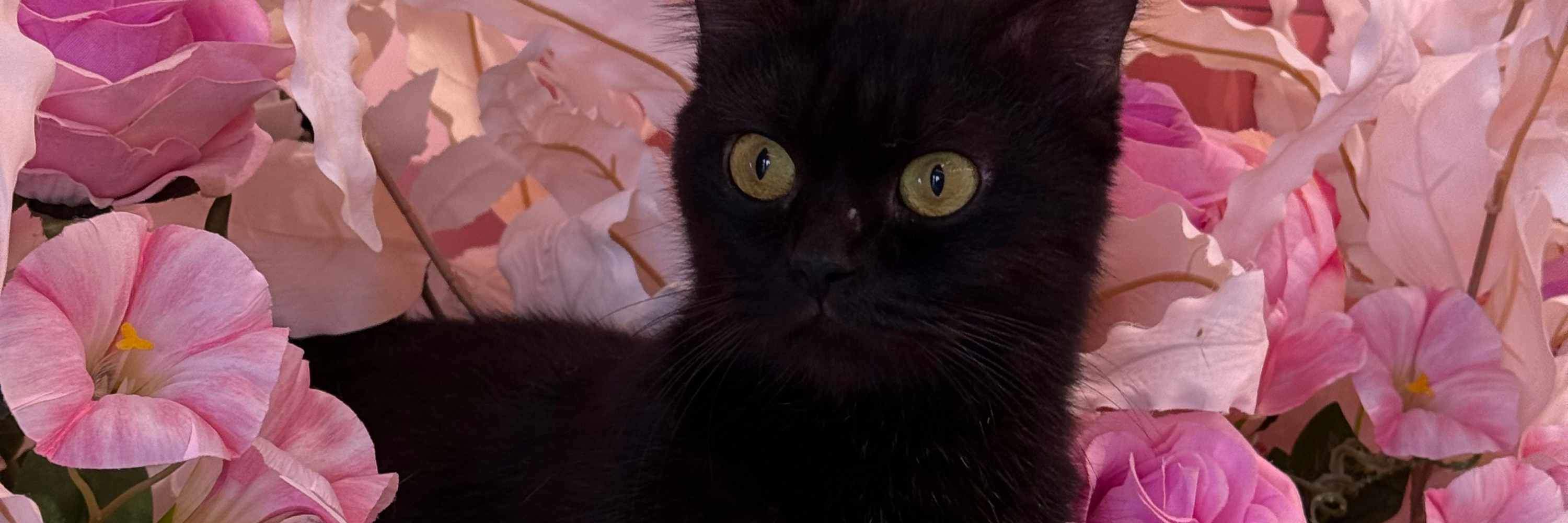 Attenzione, amici umani: il momento di giocare non è facoltativo! Andiamo!