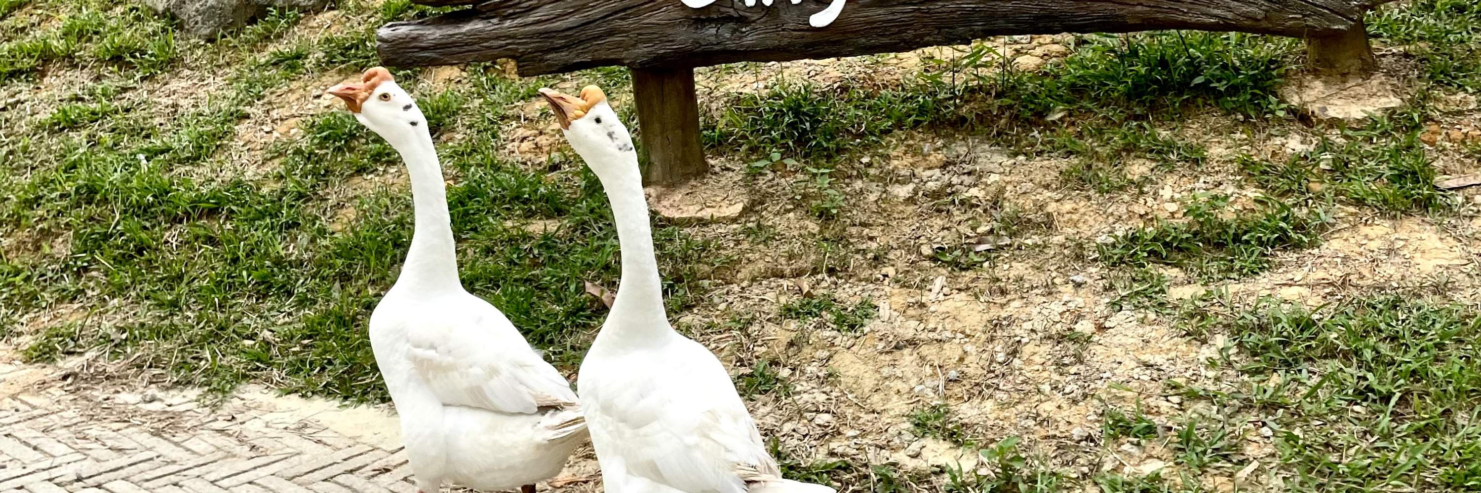 the bentong farm pahang