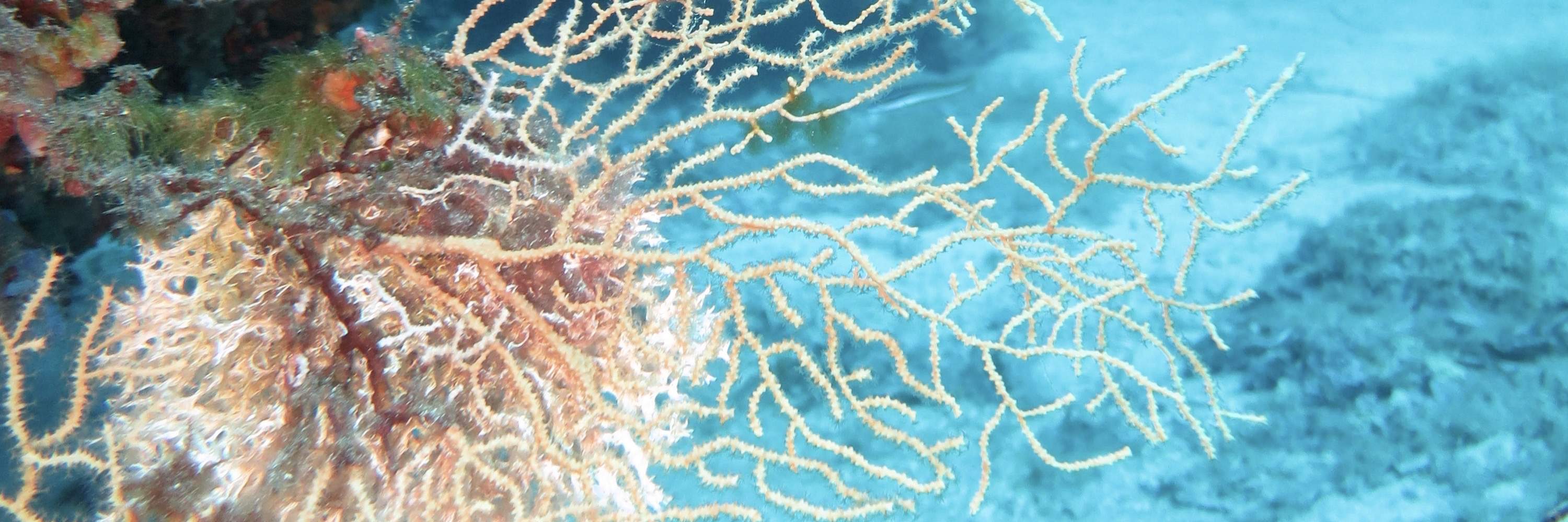 Escursione Subacquea di un Giorno Intero