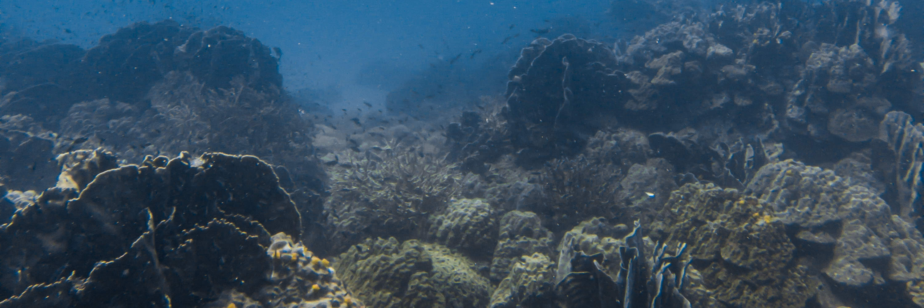 Curso de buceo en aguas abiertas E-learning