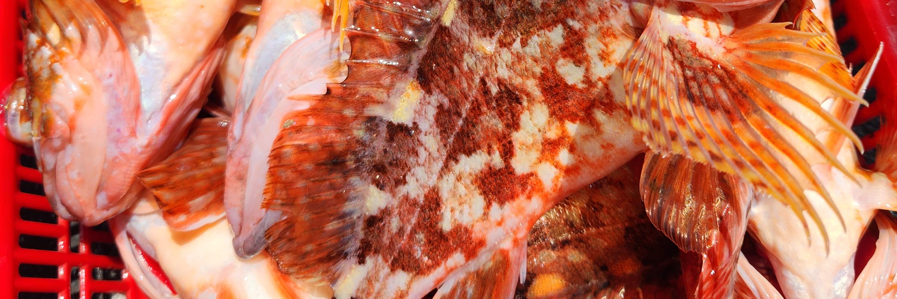 ทัวร์ตกปลาบนเรือในทะเลที่เชจูพร้อมอาหารกลางวัน