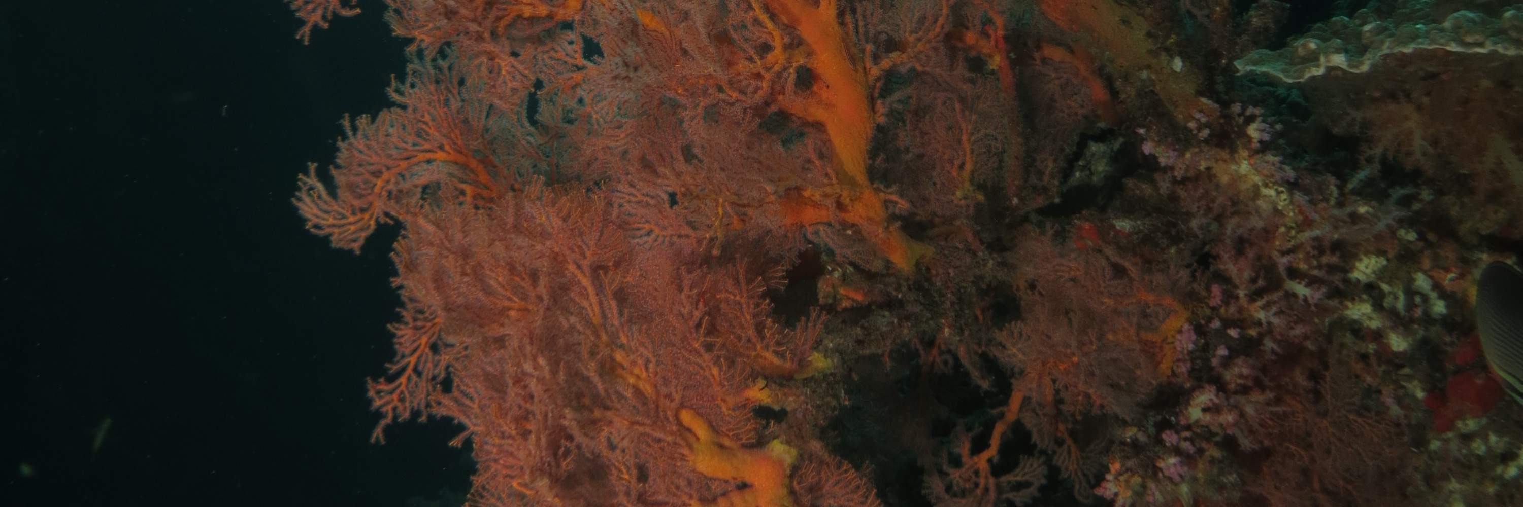 PADI Advanced Open Water Diver