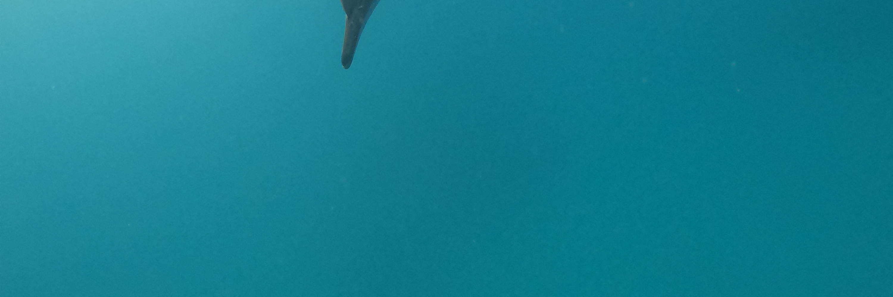 Marsa Alam - Tour đêm nhà cá heo Sataya 