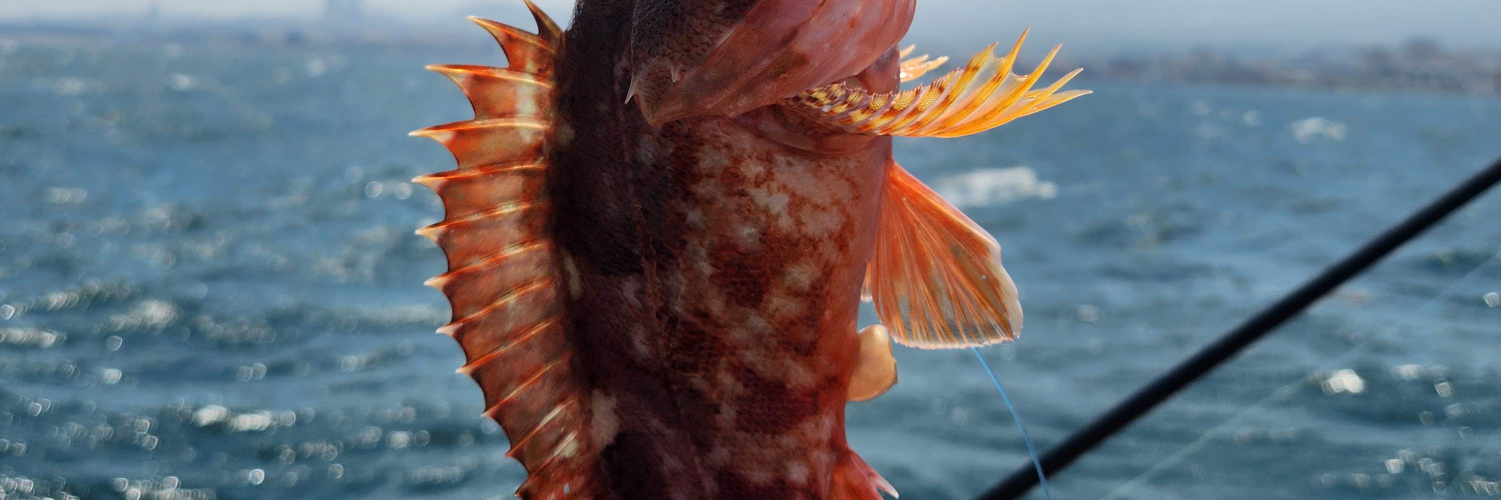Tour di pesca in barca a Jeju con pranzo incluso