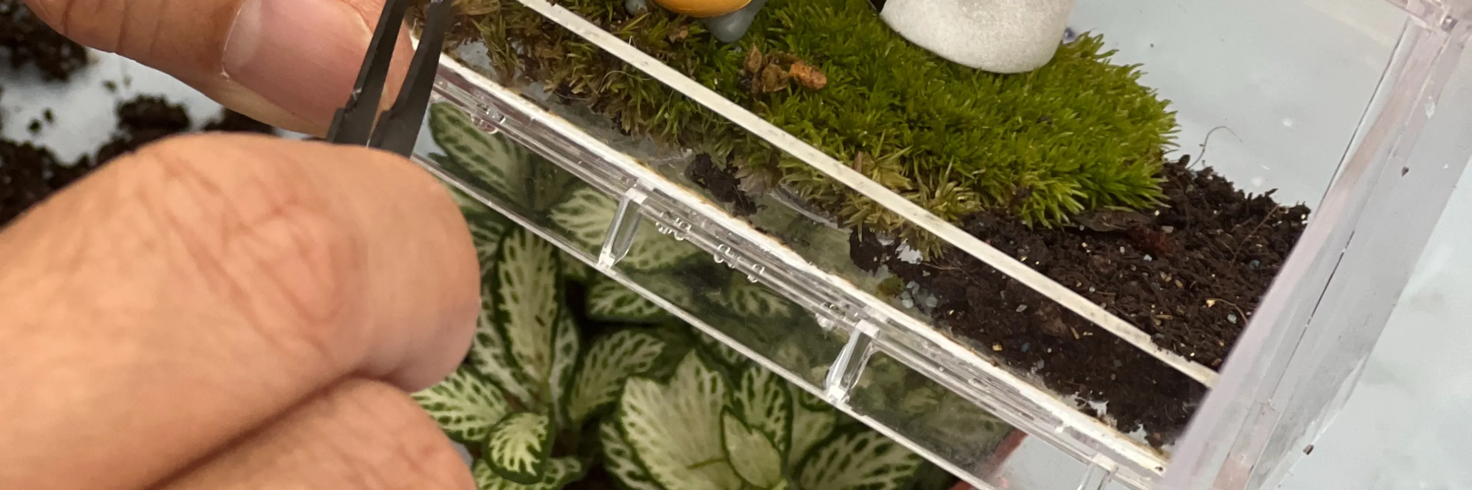 手作班房 - 微景观植物生态工作坊 Mini Terrarium Workshop｜铜锣湾