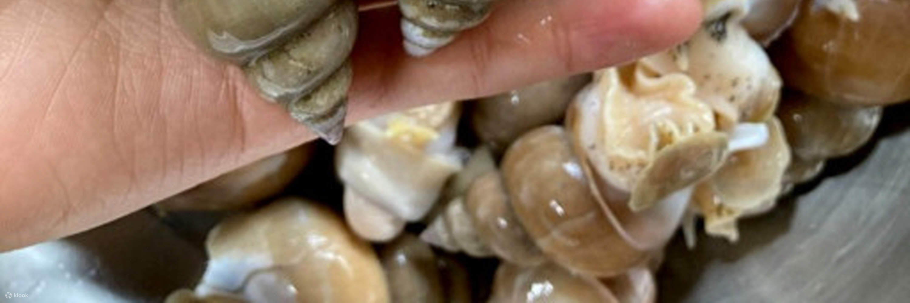 Caracol de mar marinado en salsa de soya