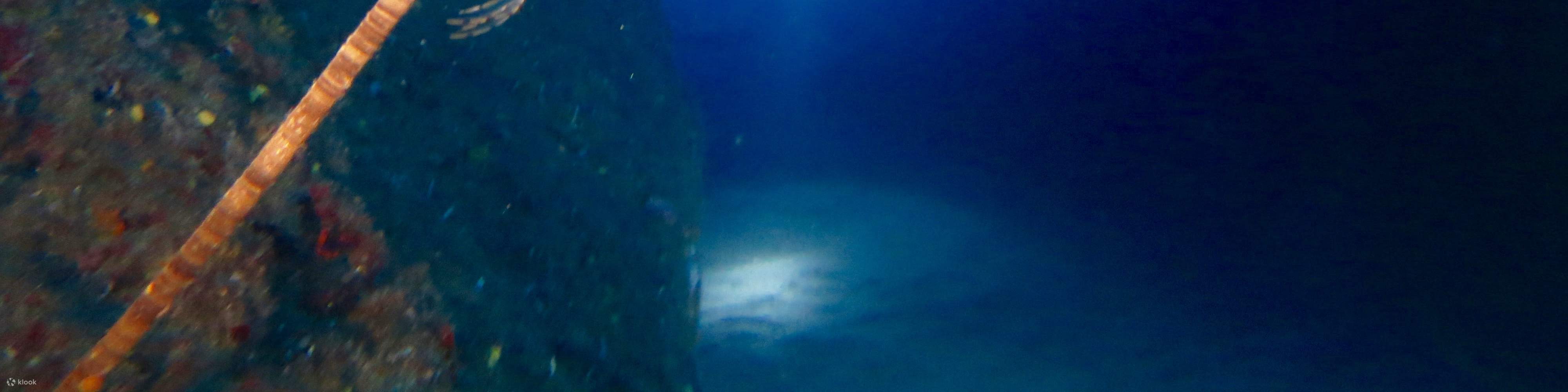 1日ダイビングトリップ