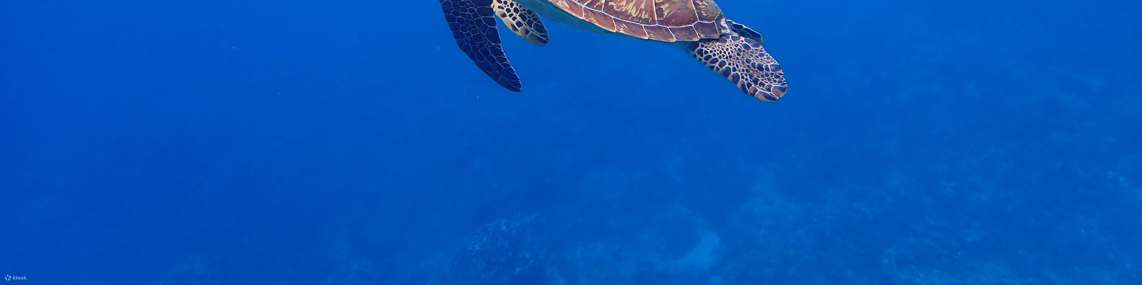 카약 거북이 스노클링