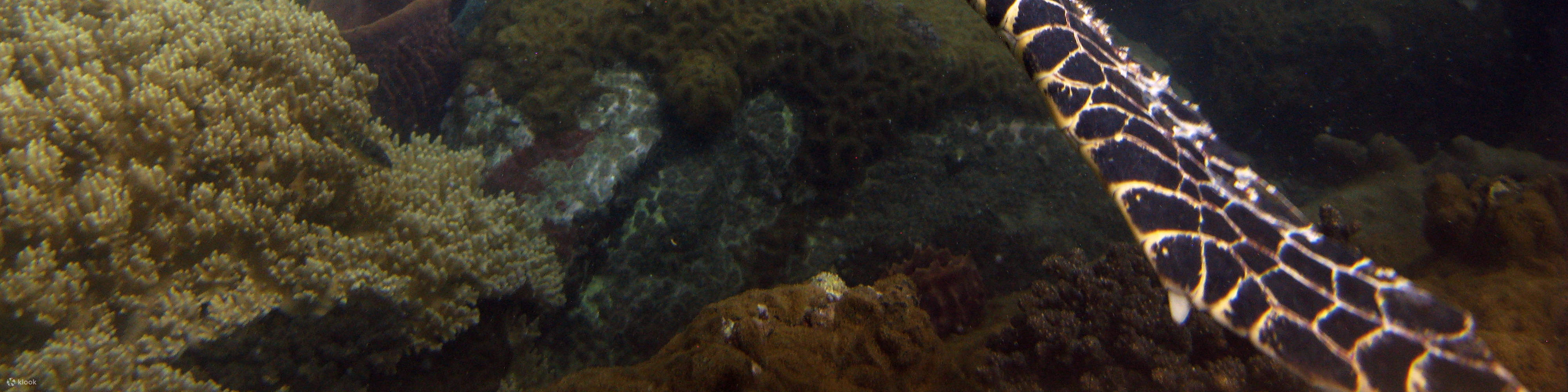 Ganztägiger Schnorchelausflug