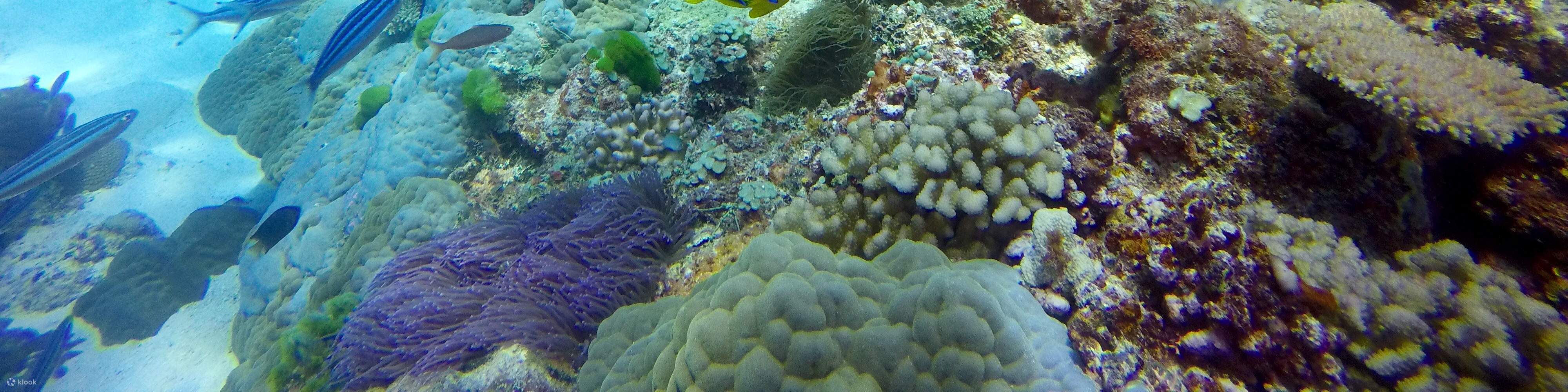 Lặn hai bình bao gồm đến 'The Supermarket'