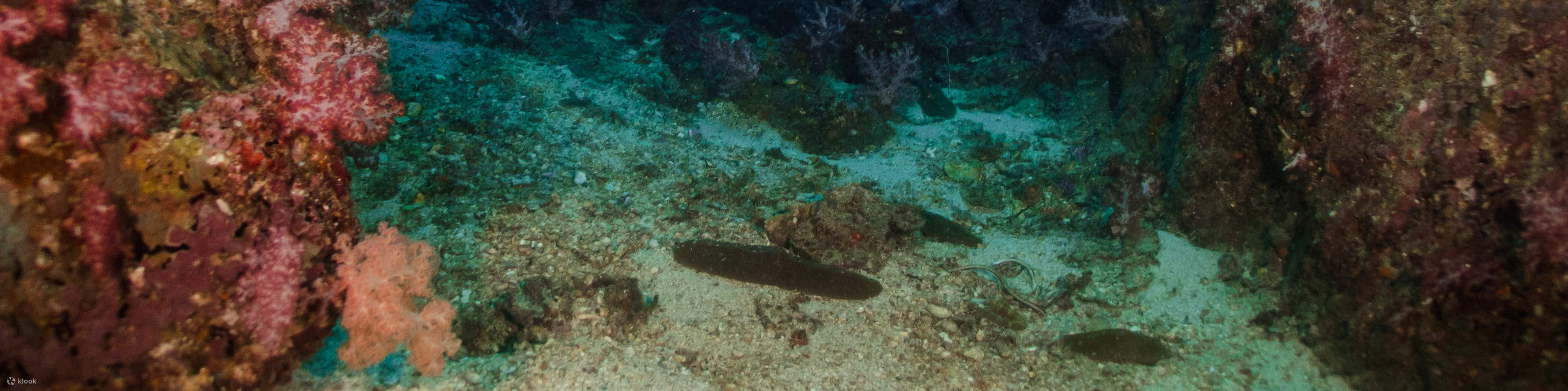 PADI进阶开放水域潜水员