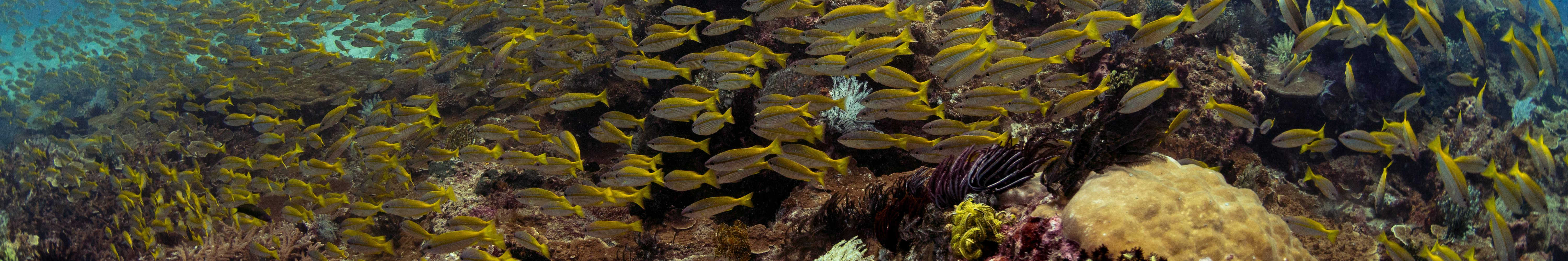 PADI Open Water Diver (E-Learning)