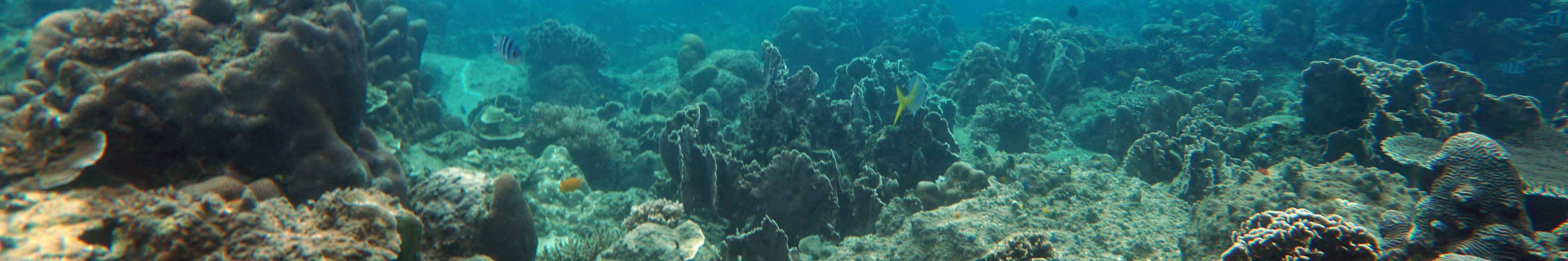 Perjalanan Snorkeling Sehari Penuh