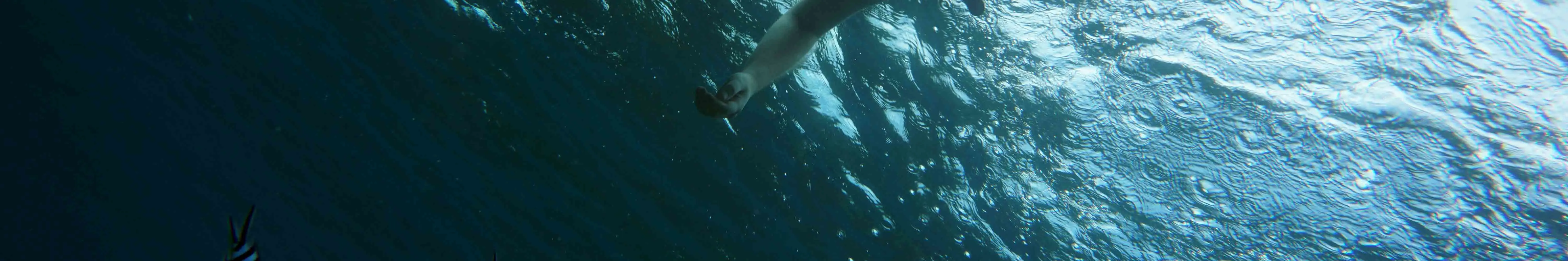 全日浮潜之旅