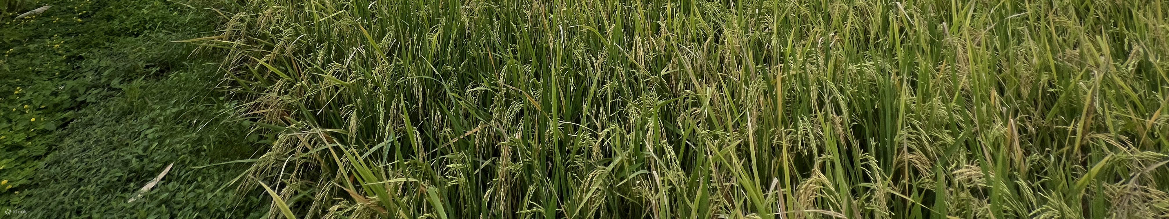 발리 가둥안의 탈라시 에스테이트에서 즐기는 탈라시 제품 여정