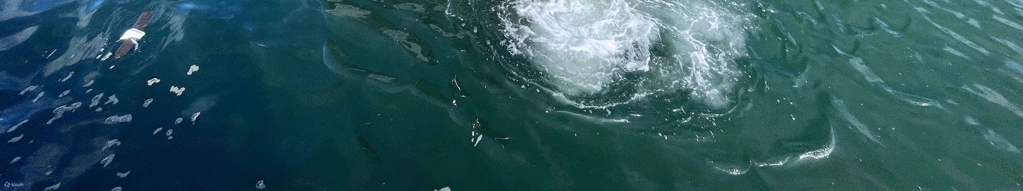 singapore cruise yacht dining yachtcruisesg