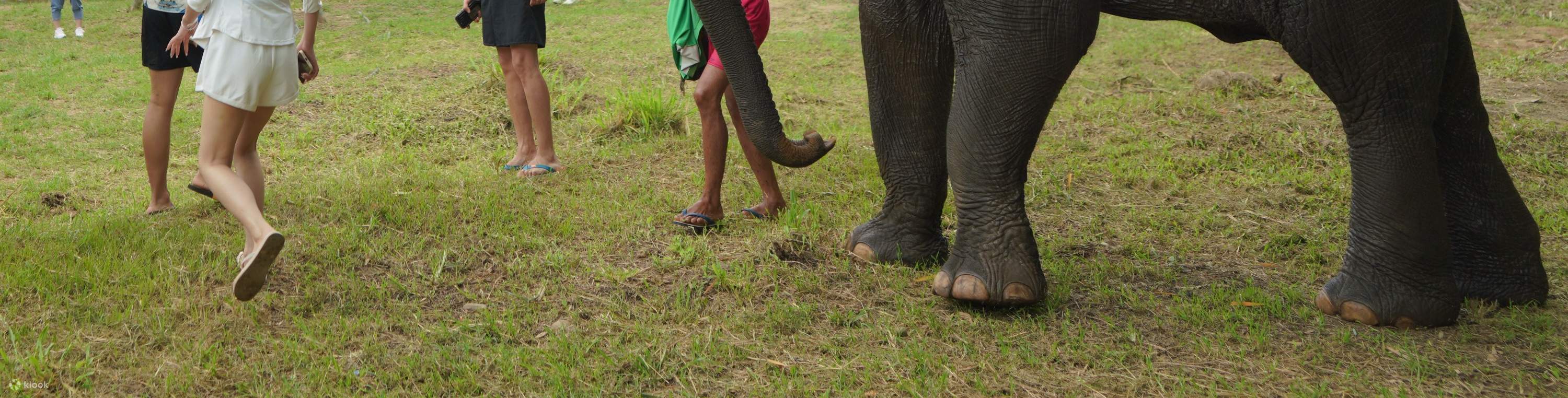 皆様のご参加費の35%は、ゾウの生息地の保護や餌代などに充てられます。