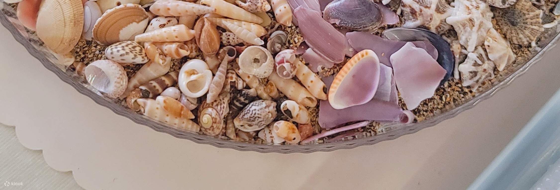 There's a lot of colorful seashells in our collection.