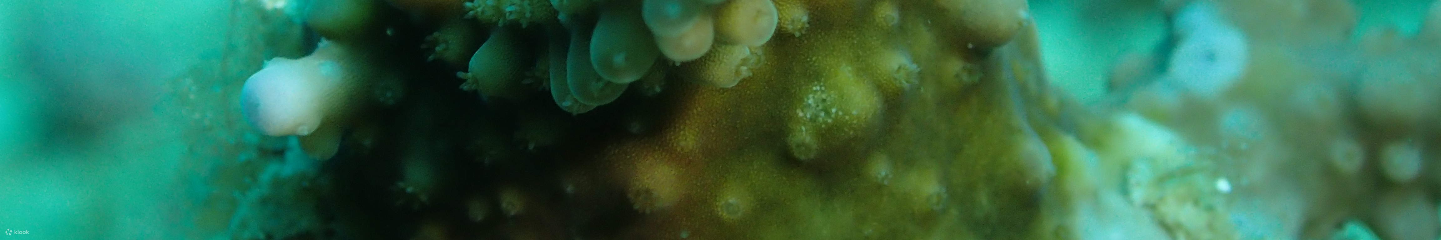 Ocean Quest Naturschutz-Tauchpaket