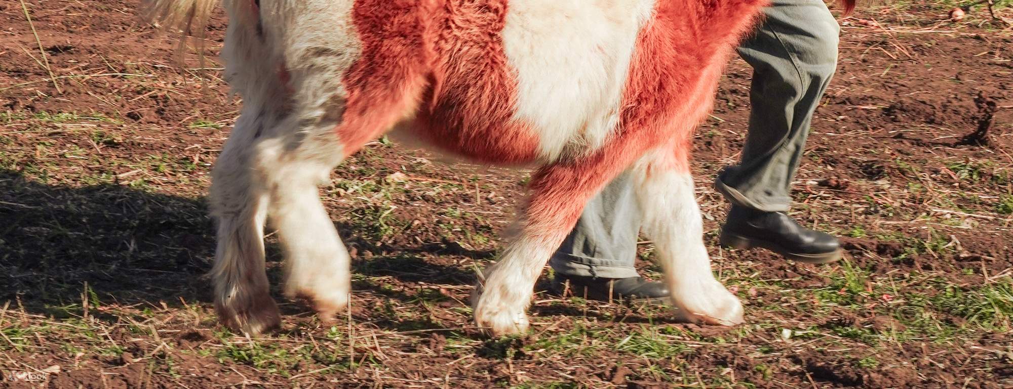 竹林＆牧場でのプライベート撮影