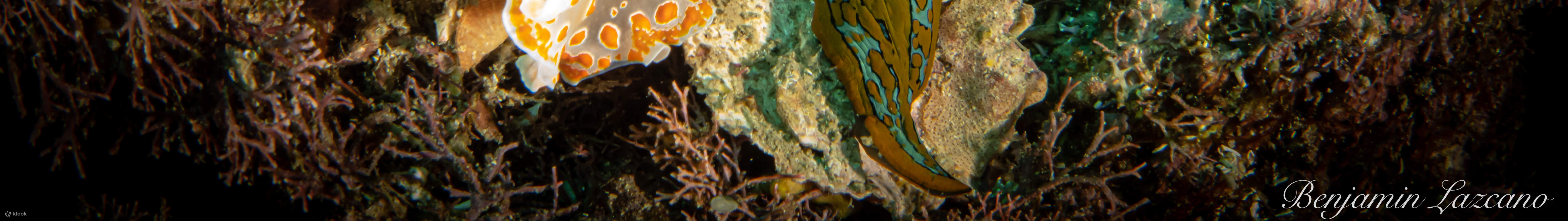 매크로 러버 다이브 패키지