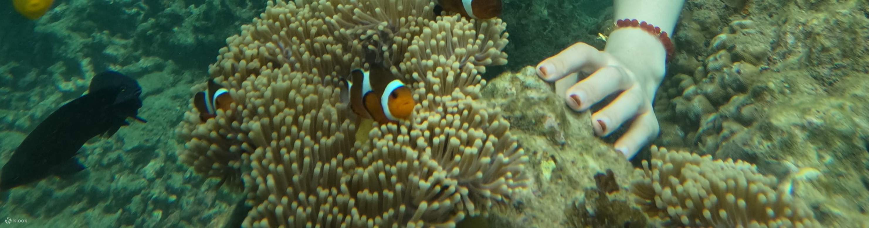 Snorkeling Tour at Bintan Resort Area by Taxi Bintan Island