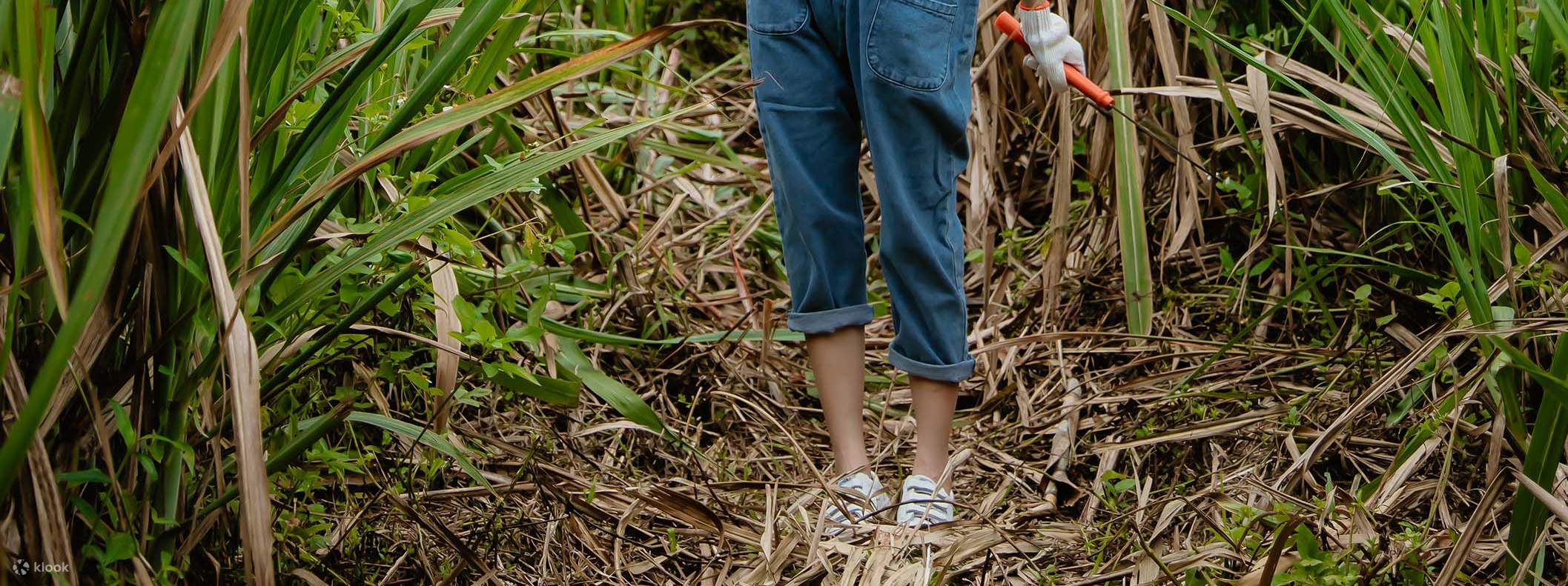 Когда фермер собирает сахарный тростник