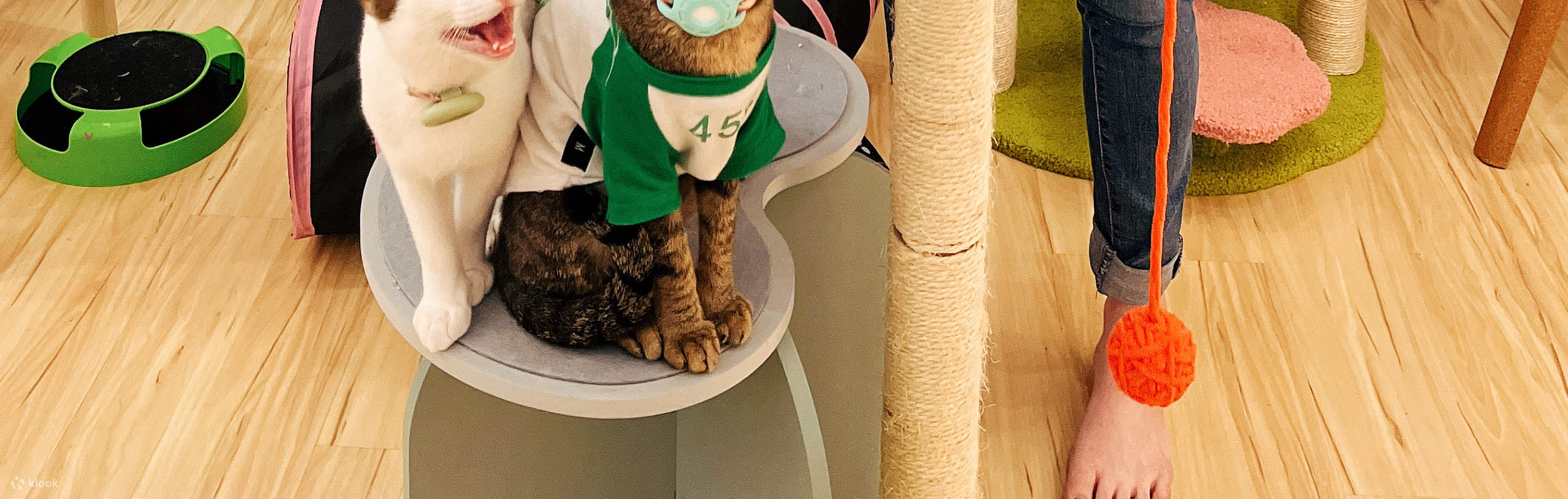 chats avec des humains