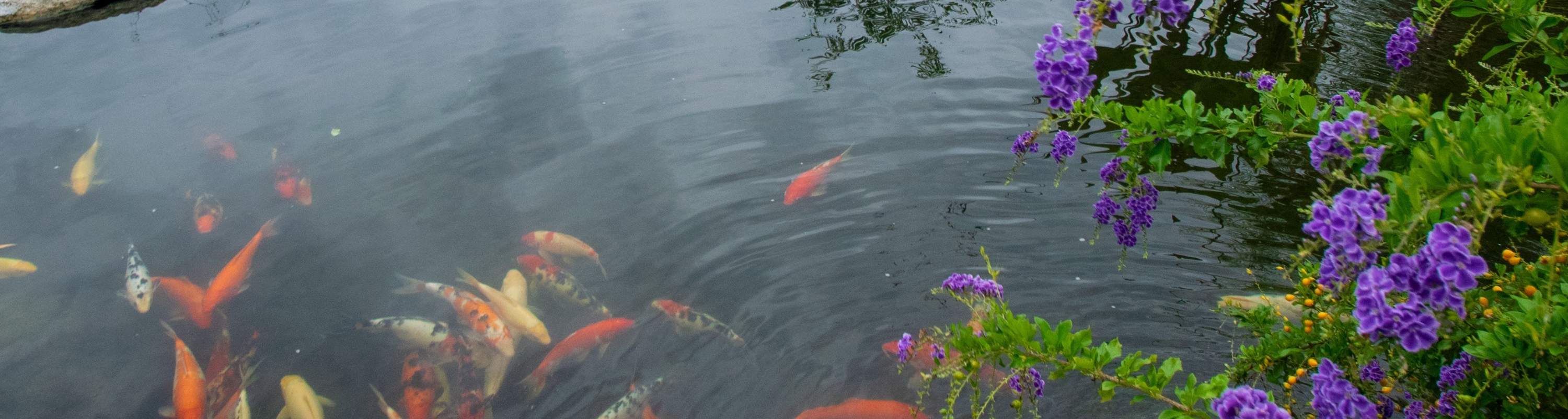 사우스 팜의 코이