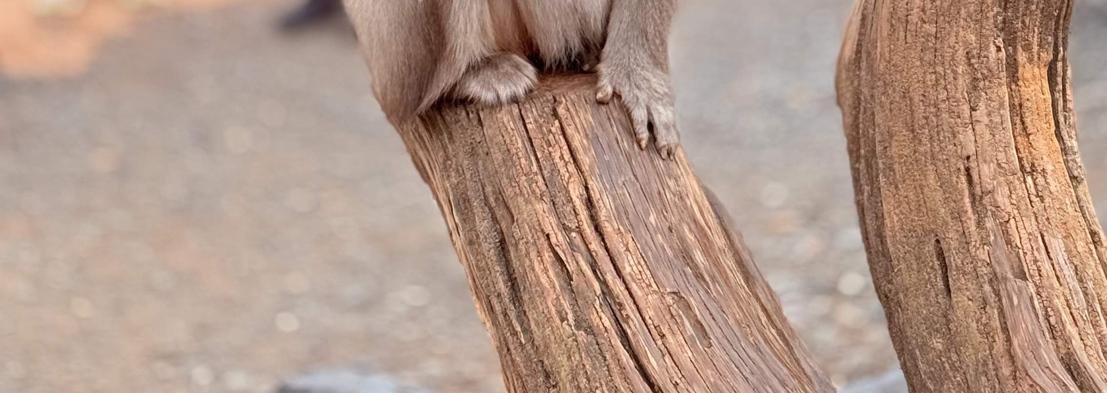 Kyoto Arashiyama Wanderung: Bambuswald, Affen, Zen & Geheimnisse