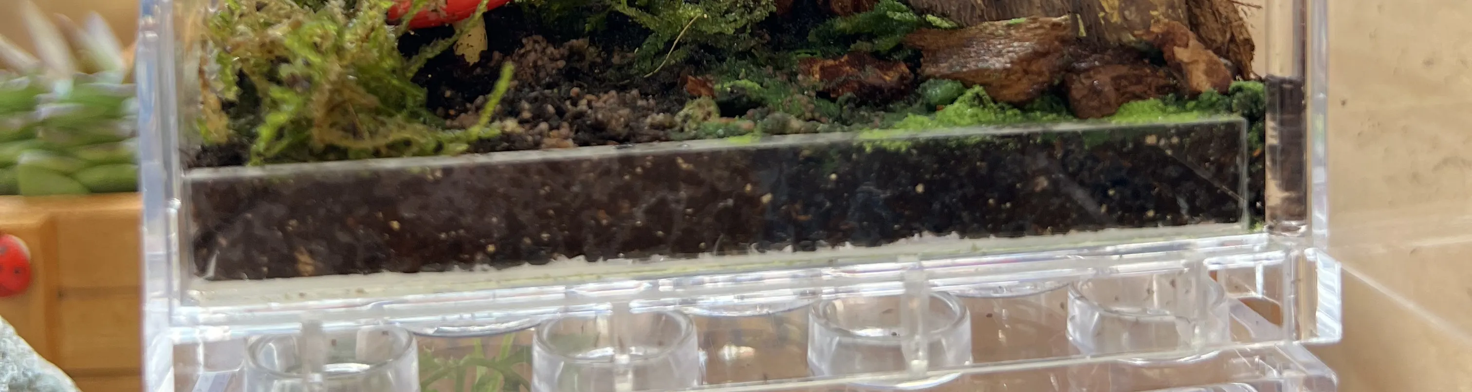 手作班房 - 微景观植物生态工作坊 Mini Terrarium Workshop｜铜锣湾