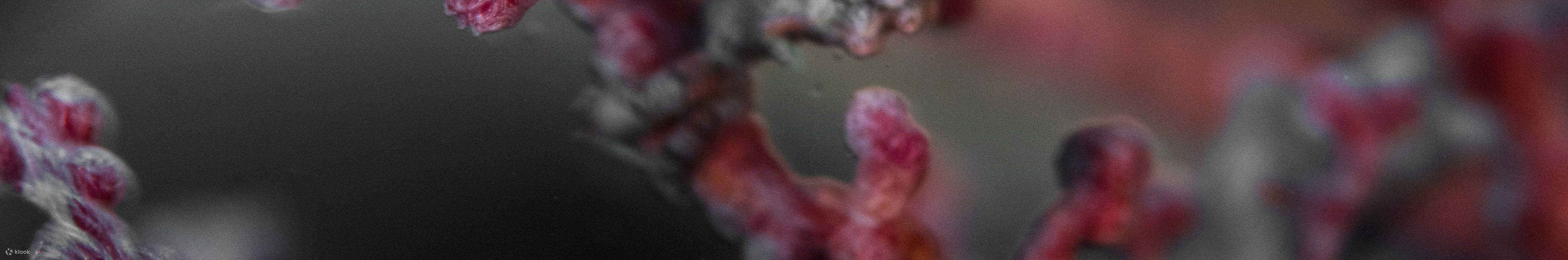 早上9点在卡瓦延潜水