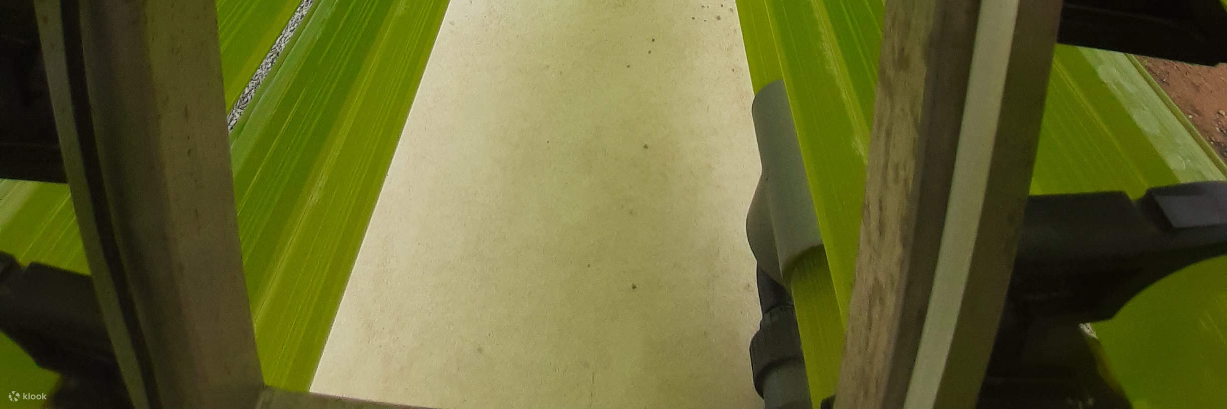 이비사 생명공학 식물원 투어