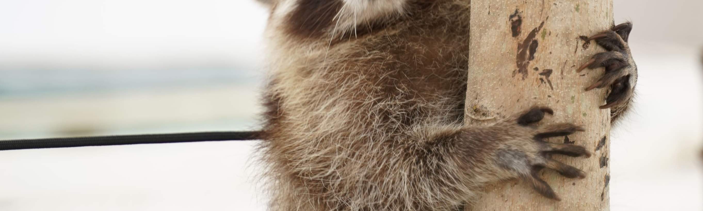 nirvana para mascotas mapache