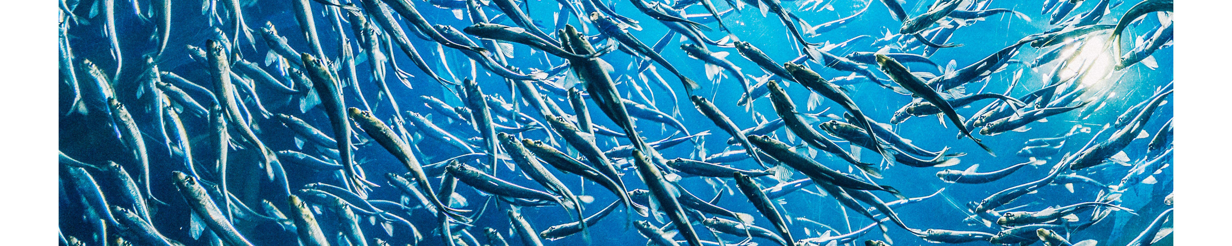 Trip Menyelam Setengah Hari