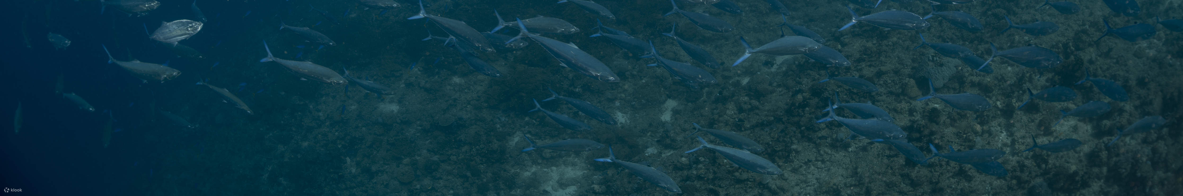 PADI Discover Scuba Diving