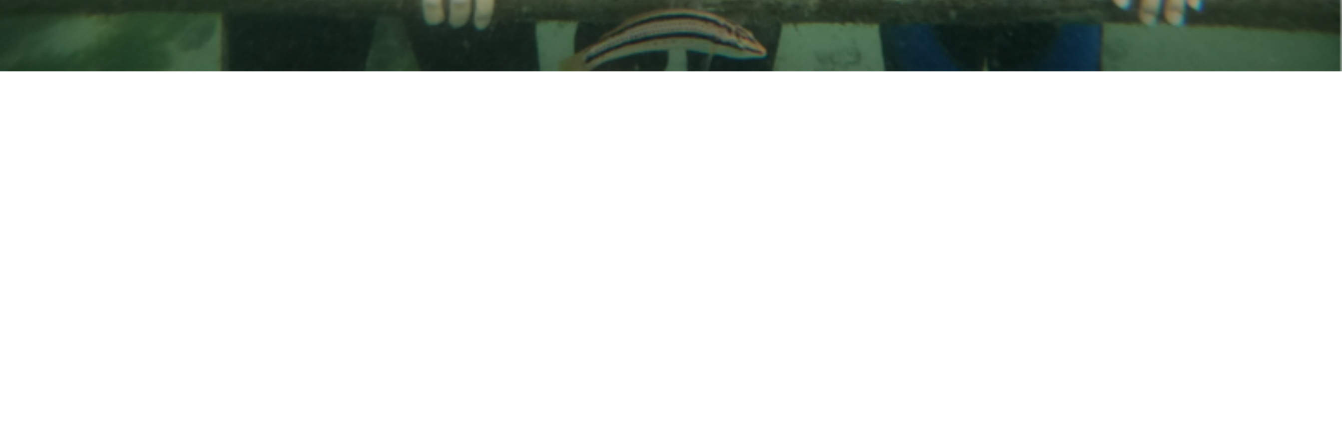 Marche sous l'eau ludique