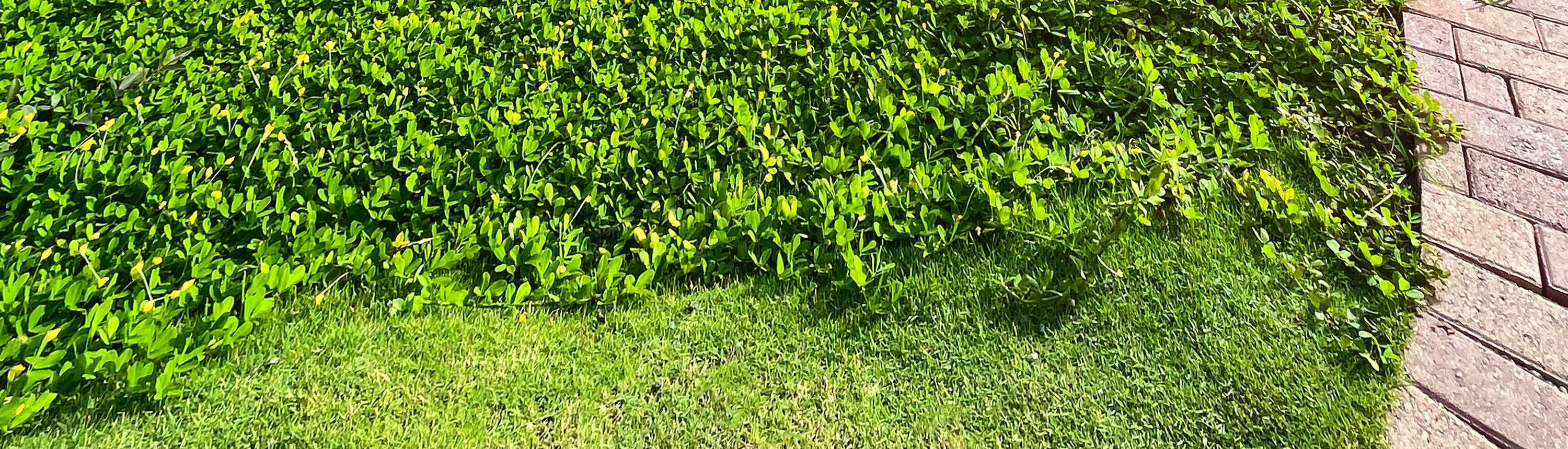 사우스 팜 팡라오의 푸르른 녹음