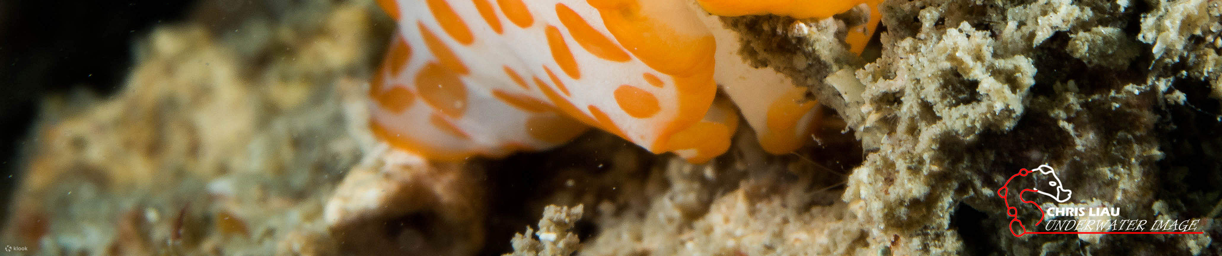 センポルナ ファンダイブ ダイブ トリップ