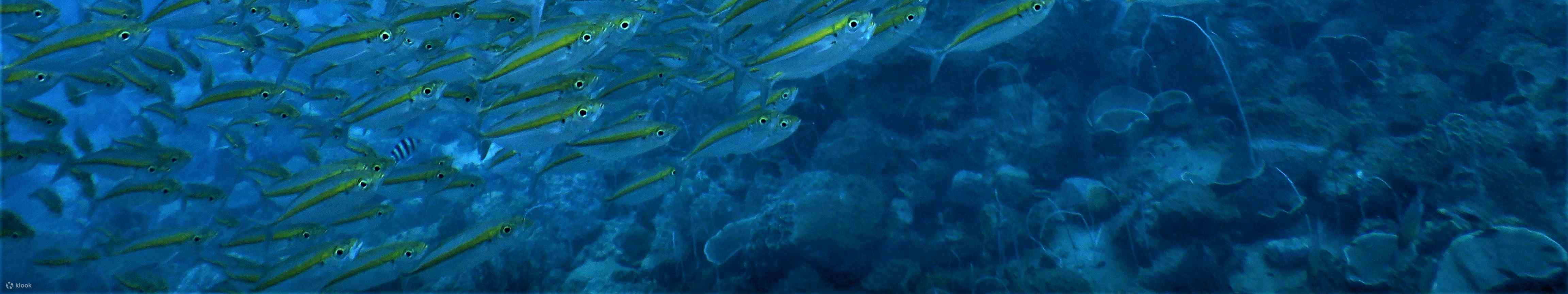 Pagsisid Buong Araw na Dive Trip sa Koh Chang kasama ang PADI 5 Star Dive Center ...