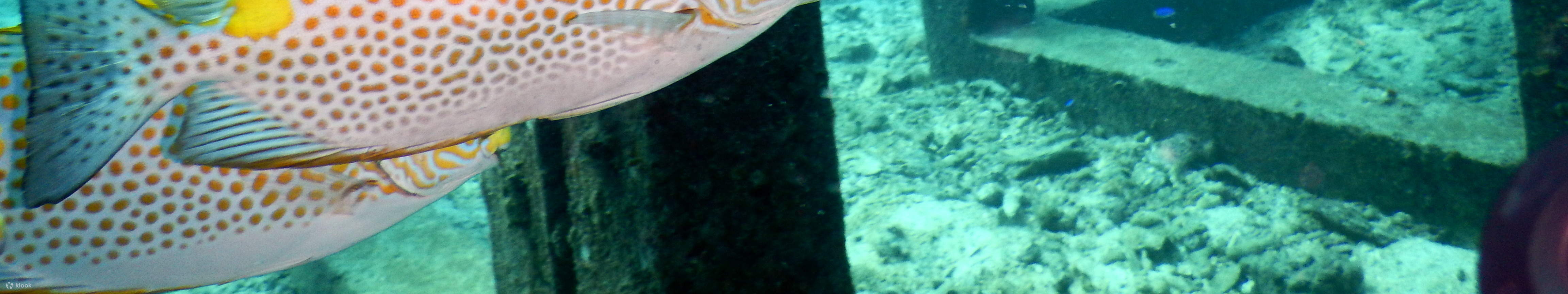 PADI Enriched Air Diver (Nitrox)