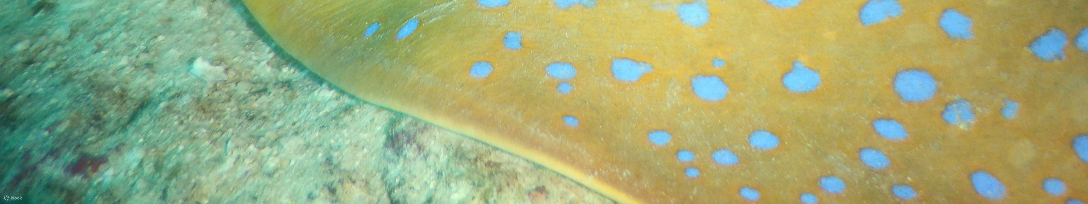 PADI Open Water Diver [eLearning]